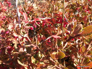 Monte_Pizzillo - 21-10-2012 08-48-37.JPG